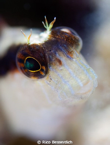 You have such beautiful eyes :-)) by Rico Besserdich 
